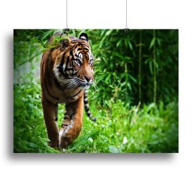 Hunting Tiger at the zoo Canvas Print or Poster (Type: Standard Framed Canvas Print, size: 16" x 12" / 42cm x 30cm (approx))